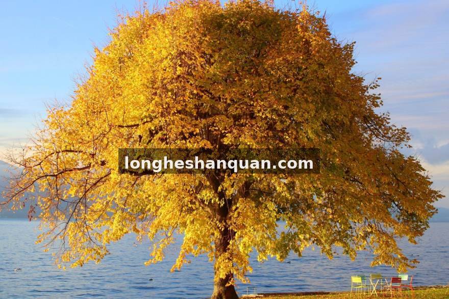 bifenwang.com比分网玩法介绍服务配图